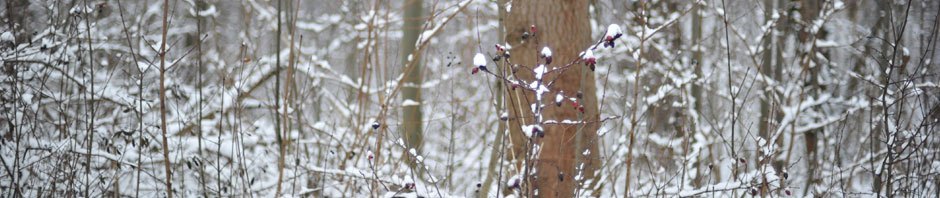 Gravitational waves: Feynman meets Einstein