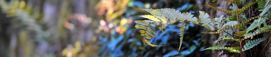 Gravitational waves: Feynman meets Einstein